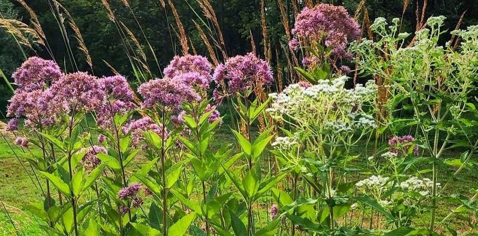 Joe Pye Weed (light magenta flowers) and boneset (white flower heads) in the sun, with native grasses