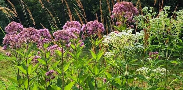 Joe Pye Weed (light magenta flowers) and boneset (white flower heads) in the sun, with native grasses